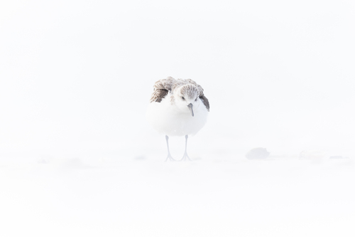 iNaturalist image