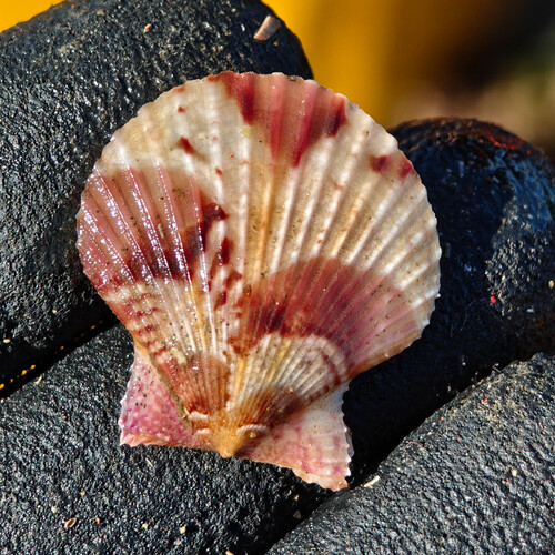 Aequipecten opercularis observed 2026-10-21
