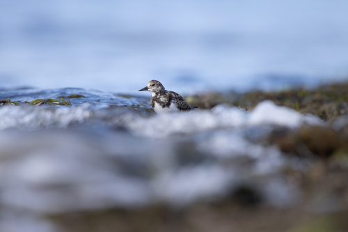 iNaturalist image