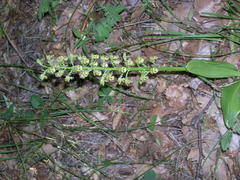 Orchis punctulata