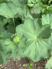 Alchemilla mollis
