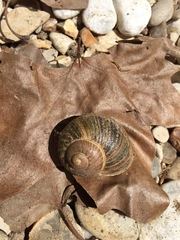 Cornu aspersum