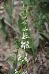 Stachys atherocalyx