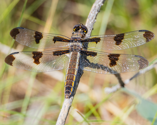 Twelve-spotted Skimmer