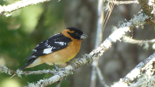 Black-headed Grosbeak