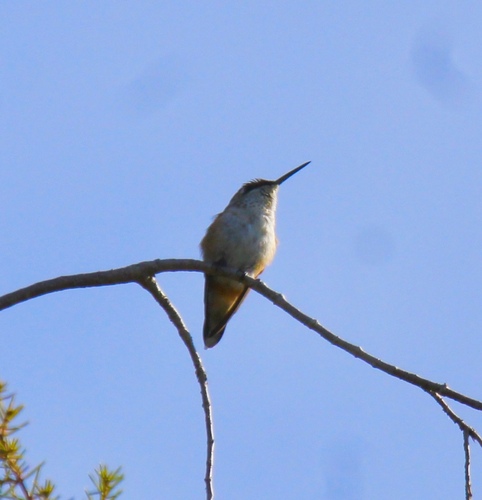 Rufous Hummingbird