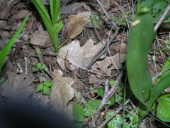 Colchicum umbrosum