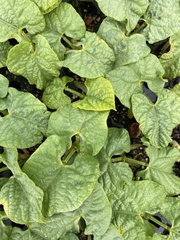 Phaseolus vulgaris