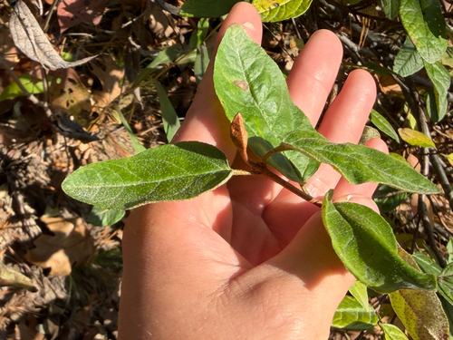 Shepherdia canadensis observed 2026-10-24