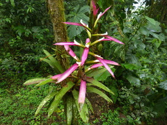 Guzmania wittmackii