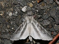 Capusa cuculloides