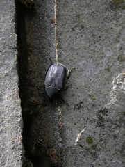 Protaetia opaca