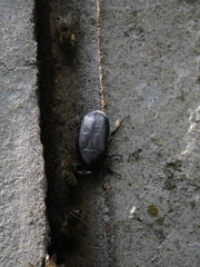 Protaetia opaca