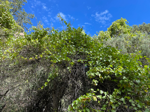 canyon wild grape