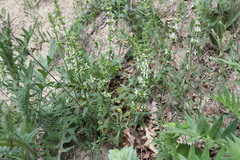 Stachys atherocalyx