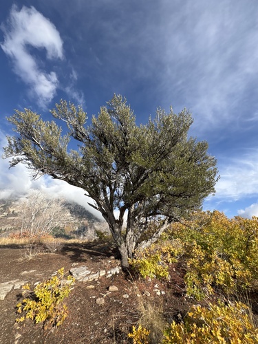 Cercocarpus ledifolius observed 2026-10-24