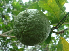 Citrus × aurantium