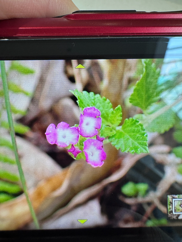 Lantana montevidensis observed 2026-10-24