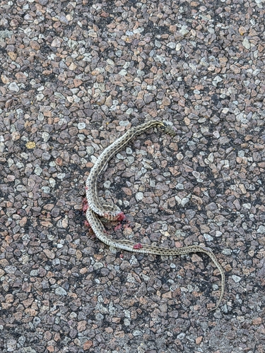 Checkered Garter Snake
