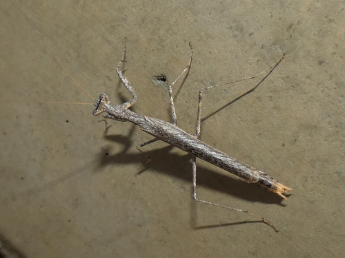American Ground Mantises