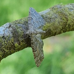 Eupithecia lariciata