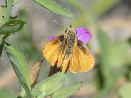 Orange Skipperling
