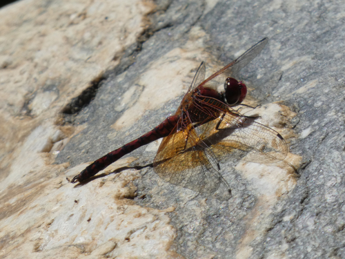 Red Rock Skimmer