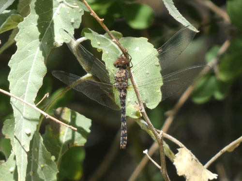 Red Rock Skimmer