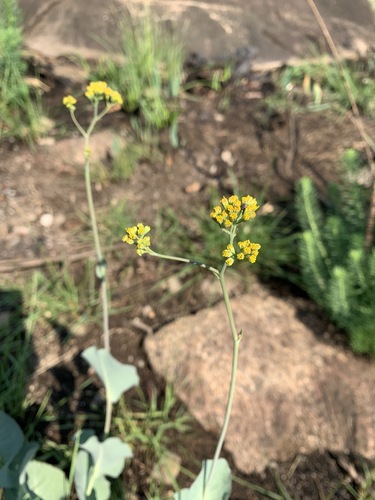 Senecio glaberrimus image