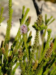 Stilbe overbergensis