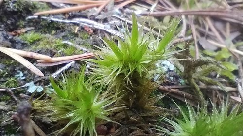 Dicranum polysetum observed 2026-10-24