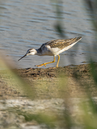 Wilson's Phalarope