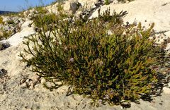 Stilbe overbergensis