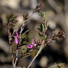 Indigofera sp11