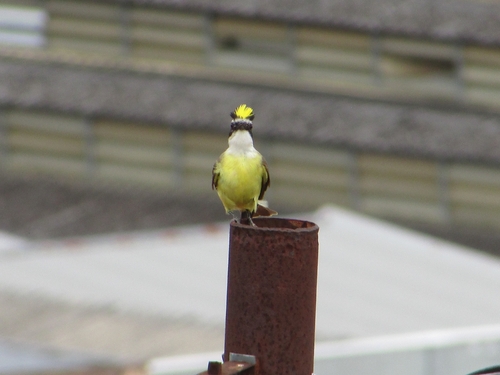 Great Kiskadee