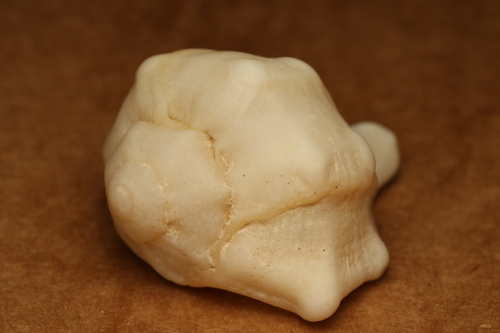 Murex brandaris, 2026-10-23