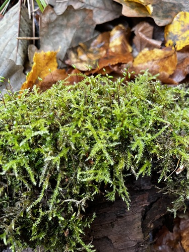 Calliergonella cuspidata observed 2026-10-24