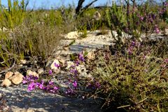 Indigofera sp11