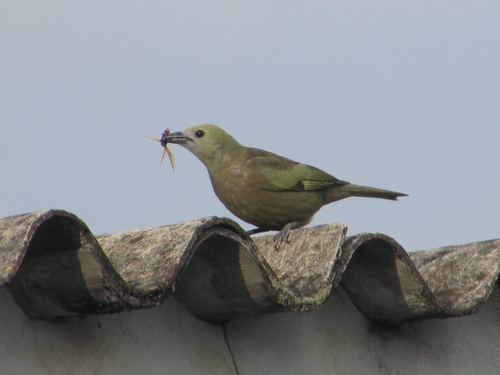 Palm Tanager