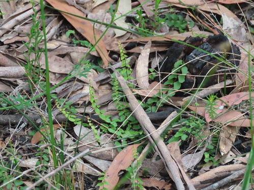 Lindsaea linearis (Lindsaea linearis)