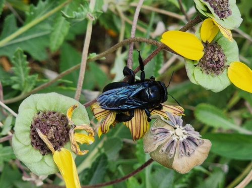 Western Carpenter Bee
