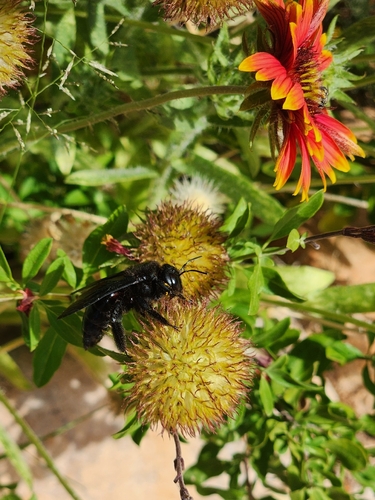 Western Carpenter Bee
