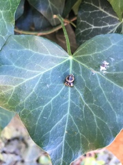 Coccinella septempunctata