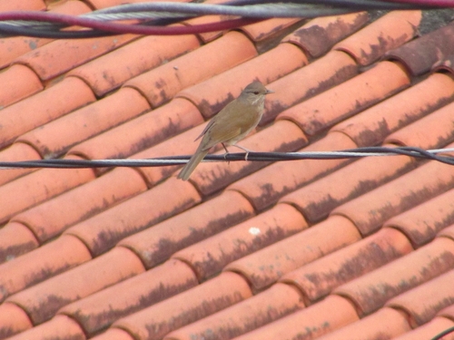 Pale-breasted Thrush