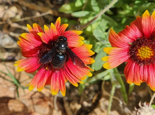 Western Carpenter Bee