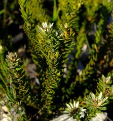 Euchaetis longibracteata