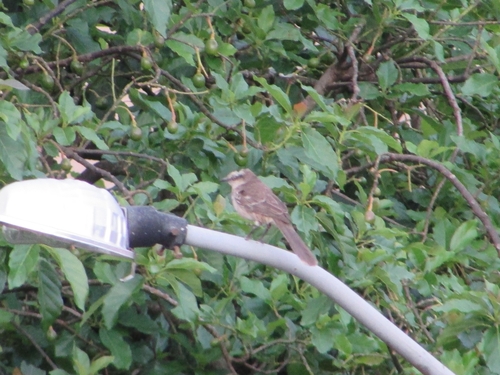 Chalk-browed Mockingbird