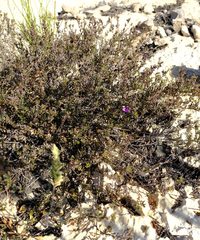 Indigofera sp11