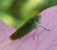 Graphocephala cythura