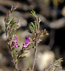 Indigofera sp11